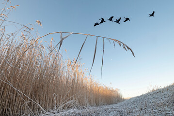 Obraz premium Goose are flying in the high sky at sunrise.
