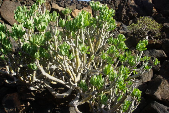 Kleinia neriifolia,
Tree of Baroda