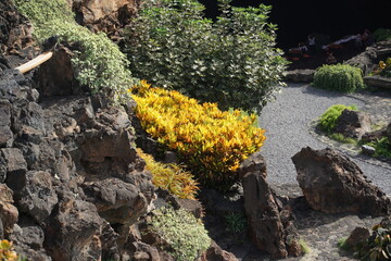 Succulents in Jameos del Aqua, Lanzarote, Haria, Canary Islands, November 2022