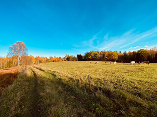 autumn landscape with trees