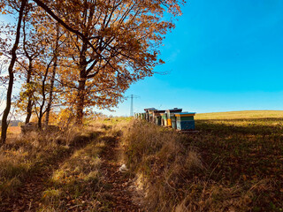 beehive on a field