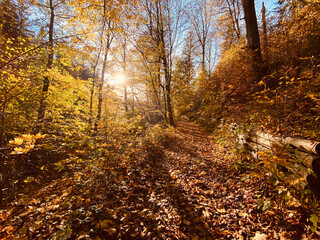 autumn in the forest