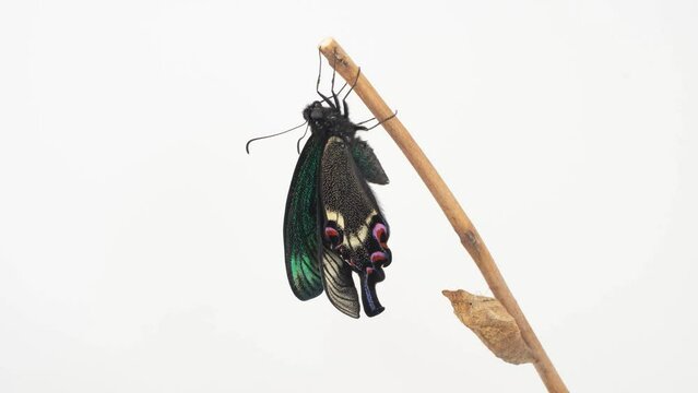 ミヤマカラスアゲハ(Papilio maackii)の羽化 タイムラプス 春型 オス 白背景 4K 4160x2304px
