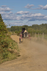 Fototapeta premium Lady trains a horse sitting in a sulky on a track
