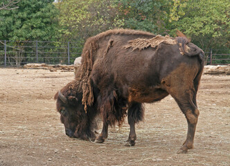 Male bison in tufts of wool during molting