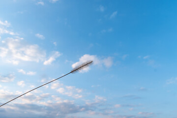View of pigeon grass with the sky and some clouds in the background