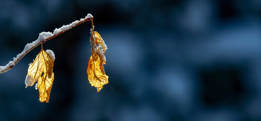 oak leaves on a small branch on a blue background with snow falling in midwinter