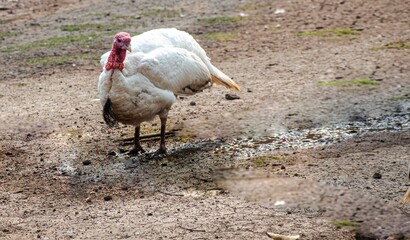 Obraz premium Bronze Turkey