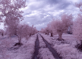 Infrared photo with 590 nM filter rows of olive trees Tuscan countryside near Castagneto Carducci Tuscany Italy
