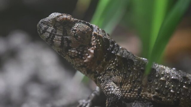Close-up portrait of Chinese crocodile lizard (Shinisaurus crocodilurus) in the dark wet forest