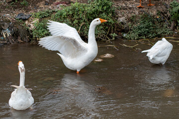 White swans playing in the river
