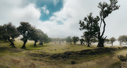 a group of trees on a grassy hill at fanal on madeira