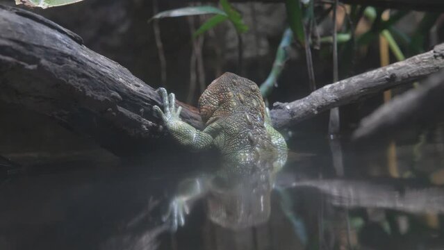 Caiman lizard (Dracaena guianensis) head out of water