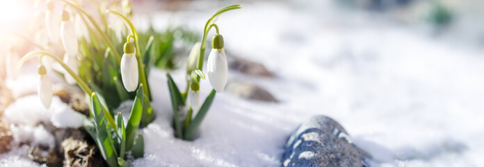 Snowdrop flowers blooming in the snowdrift in the park.