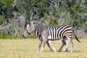 Fototapeta na wymiar Burchell's Zebras (Equus quagga burchelli) walking together on savanna, looking at camera, Addo Elephant National Park, South Africa