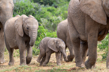 African elephant (Loxodonta africana) young calf walking in herd, Addo Elephant National Park,...