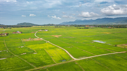 Aerial view over green lush paddy field at the sunset valley Langkawi, Malaysia. Blue sky with white clouds on the horizon. Endless rice field, agriculture on the tropical malaysian island Langkawi