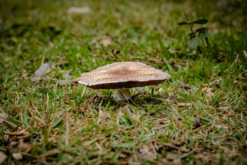 Sao Paulo, SP, Brazil - June 11 2021: The hallucinogenic mushrooms growing in the grass details.