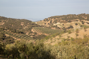 Olive Trees in Sierra Magina National Park, Jaen, Spain