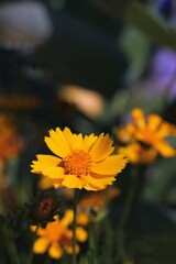 yellow flower in the garden
