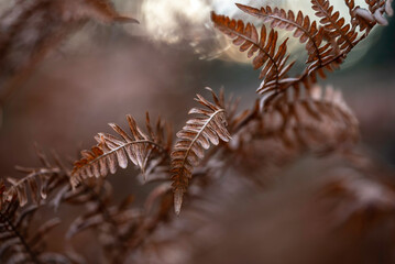 Close-up of ferns in autumn colors. Åland Islands, Finland