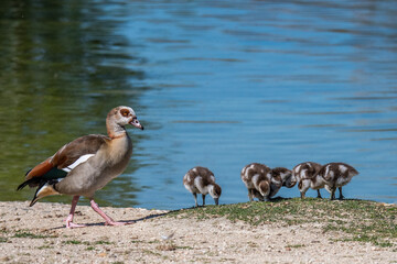 An Egyptian goose (Alopochen aegyptiaca) seen with its chicks at the shore of a pond