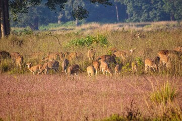 deer-antelope