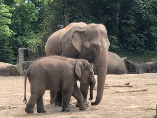 Hamburg Tierpark Hagenbeck Elephants