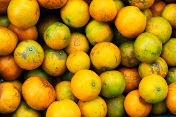 range orchard, fruiting tangerine trees ready to harvest and sell