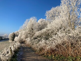 Landschaft mit Feldweg zwischen weißen Bäumen und Wiese mit Raureif