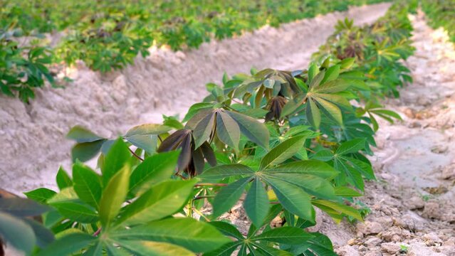 Cassava leaves fluttering in the wind at a rural cassava plantation