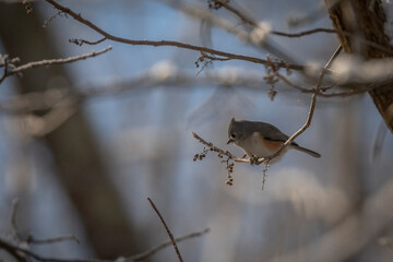 Tufted Titmouse perched on a tree branch