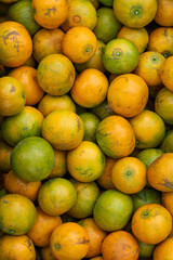 range orchard, fruiting tangerine trees ready to harvest and sell