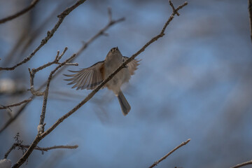 Tufted Titmouse lands on a twig