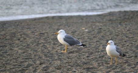black headed gull