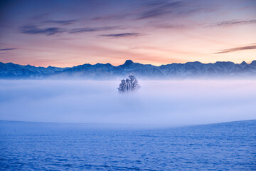 tilia tree standing in mist during blue hour in winter on Ballenbühl in Emmental