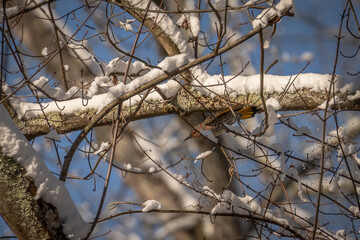 Northern Flicker flies through branches