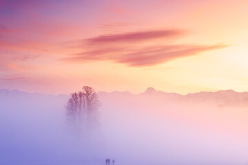 tilia tree standing in mist with Stockhorn ridge in the background during a colorful sunset