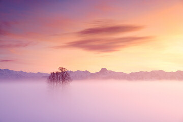 tilia tree standing in mist with Stockhorn ridge in the background during a colorful sunset