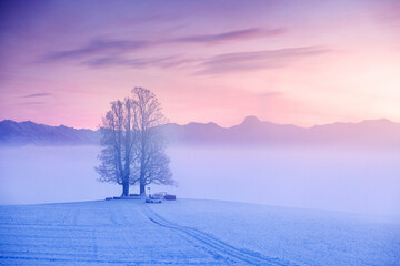 misty conditions with a tilia tree during a colorful sunset on Ballenbühl in Emmental