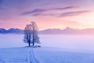 misty conditions with a tilia tree during a colorful sunset on Ballenbühl in Emmental
