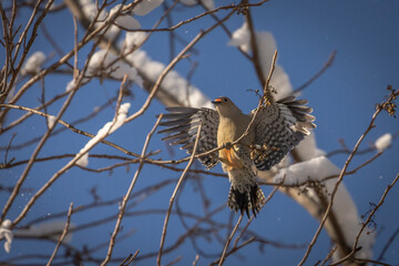Red-bellied Woodpecker lands on a tree branch
