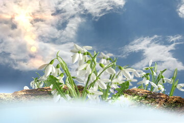  spring flowers  ,blue sky,bright sun light nature landscape banner template background banner 