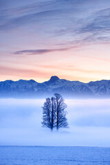 the tree in front of Stockhorn in foggy Emmental