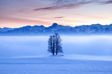 tall tilia tree covered in mist with Stockhorn ridge in the background during blue hour in winter