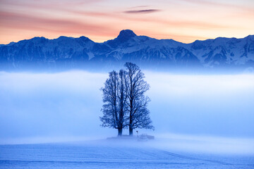 tall tilia tree covered in mist with Stockhorn ridge in the background during blue hour in winter