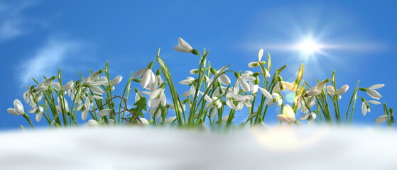  first spring flowers  ,blue sky,bright sun light nature landscape banner template background...