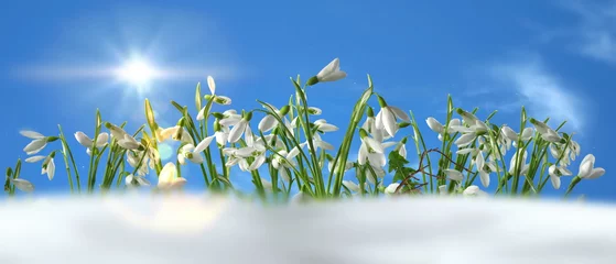 Foto auf Glas  first spring flowers  ,blue sky,bright sun light nature landscape banner template background banner  © Aleksandr