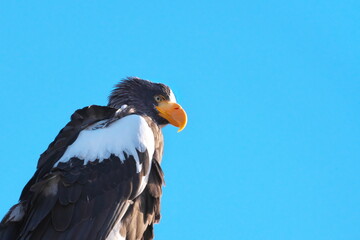 Migratory birds of eastern Hokkaido Steller's sea eagle in winter