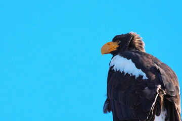 Migratory birds of eastern Hokkaido Steller's sea eagle in winter